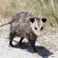 OZ Possum Removal Canberra image 2